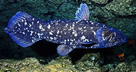 ancient fish|Coelacanth .